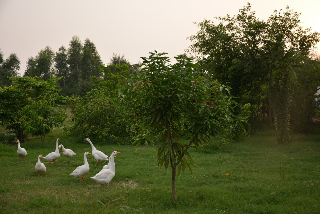 Animals in Permaculture: Introducing Geese