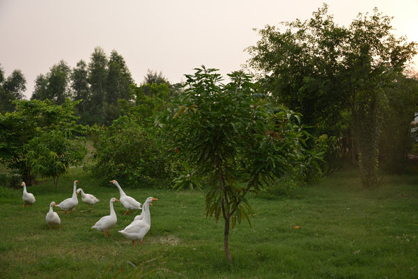 Animals in Permaculture: Introducing Geese