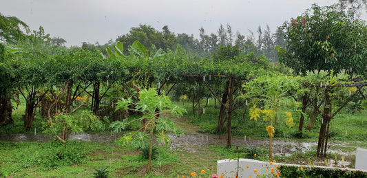 Water Management in Permaculture: After 7 years