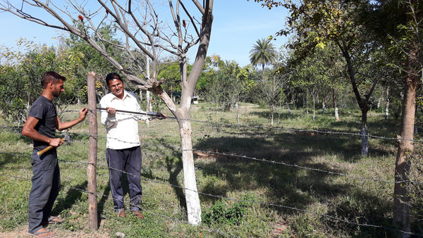 Permaculture Design: Secure your Orchard from Animals