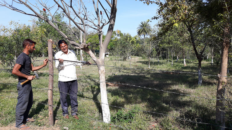 Permaculture Design: Secure your Orchard from Animals