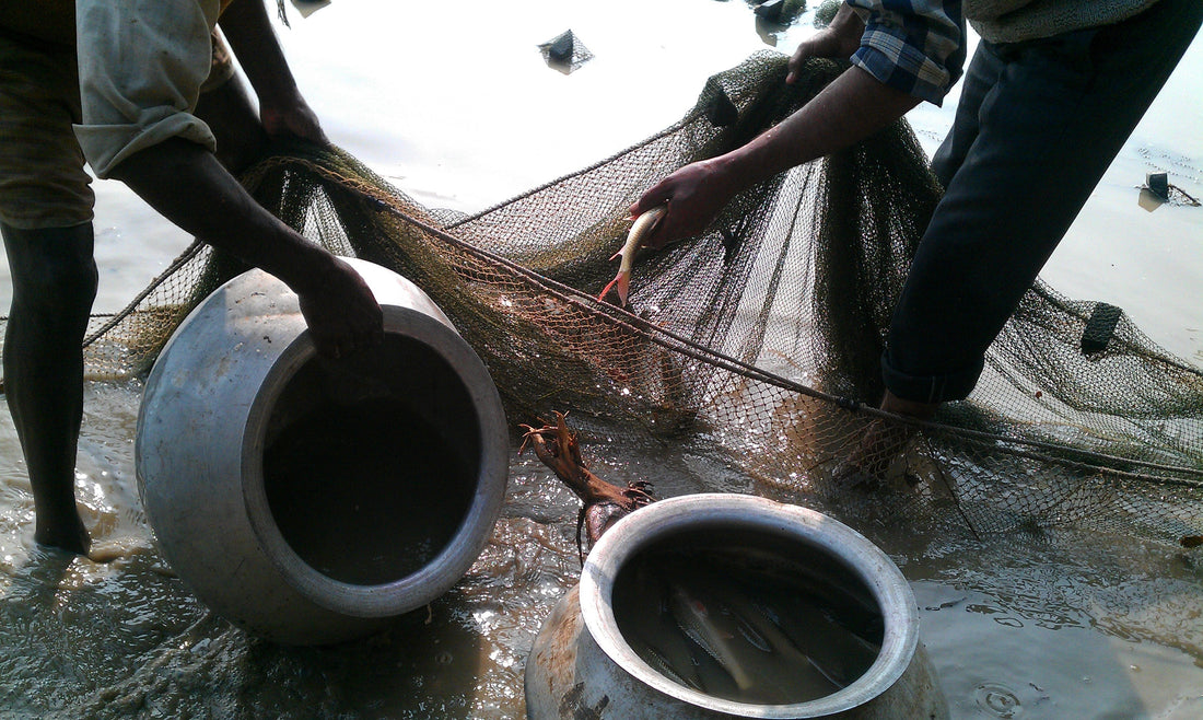 Aquaculture in Permaculture: Fish in the Pond