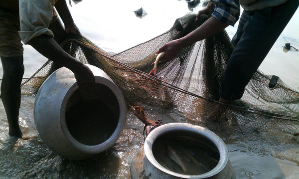 Aquaculture in Permaculture: Fish in the Pond