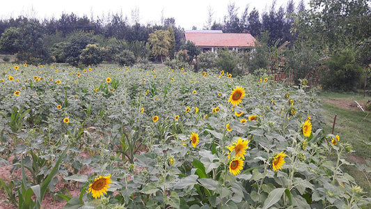 Crops in Permaculture: Sunflower