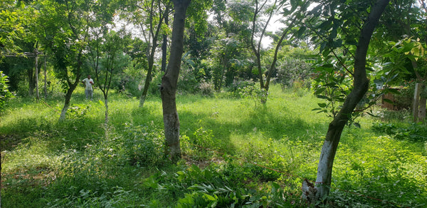 Permaculture Design: Managing Snakes