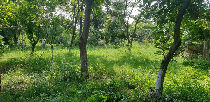 Permaculture Design: Managing Snakes