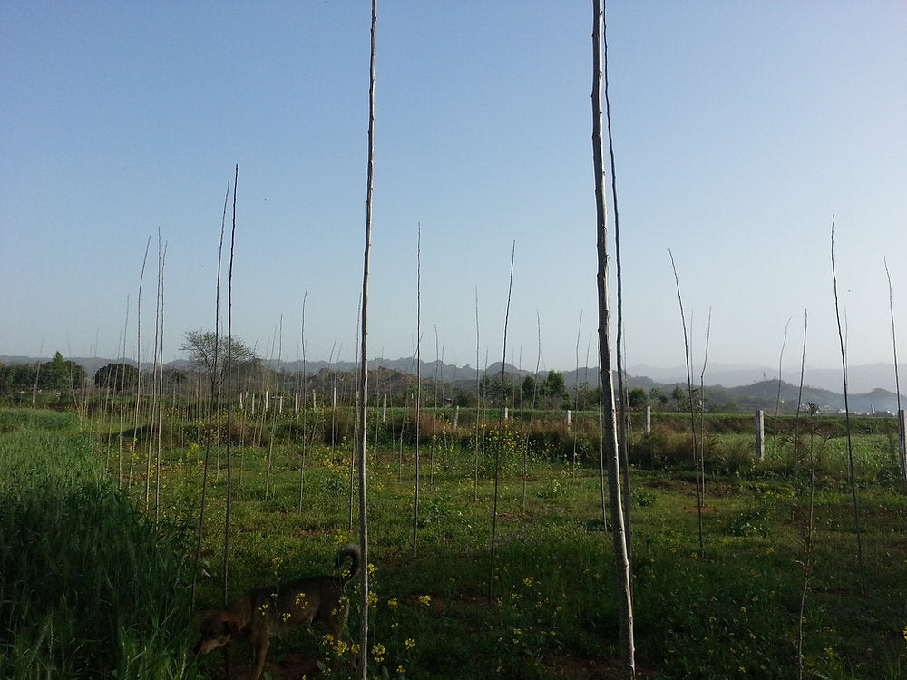 Agroforestry in Permaculture