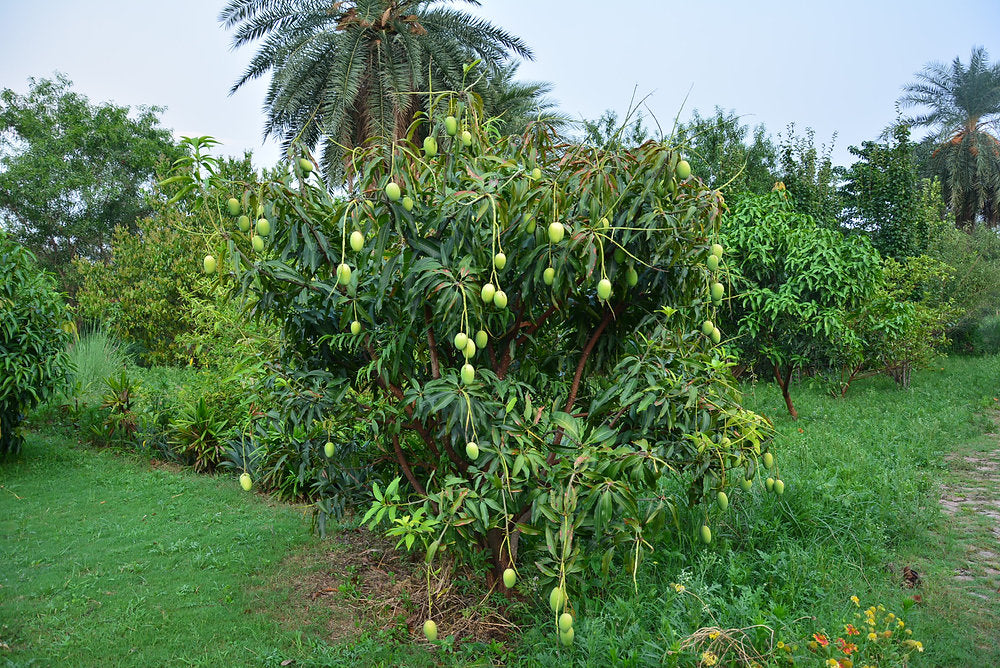 Fruit Trees in Permaculture: Mango