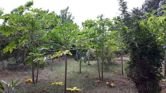 Fruit Trees in Permaculture: Papaya