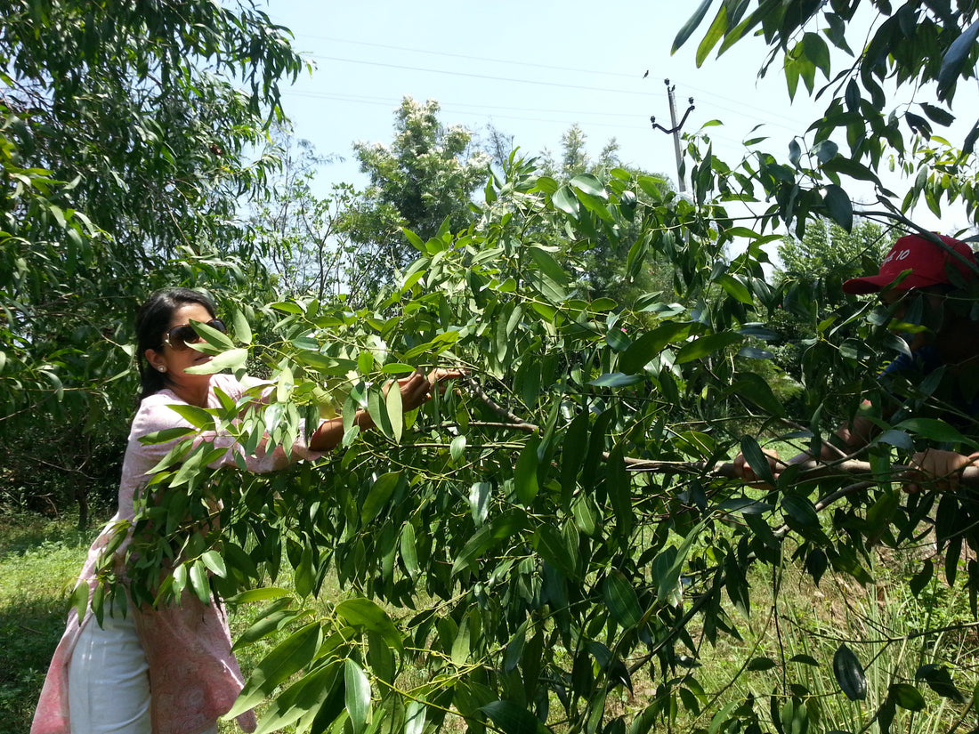 Herbs in Permaculture: Harvesting Bay Leaves
