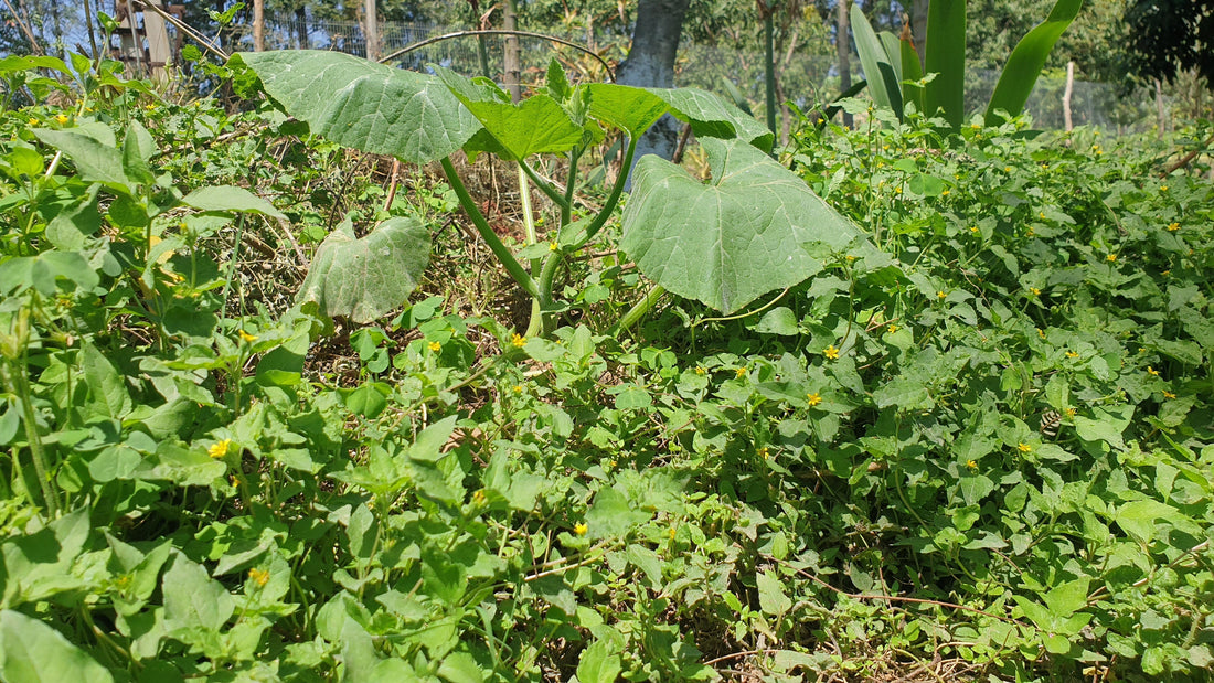 5 Ways to reduce Weeds in your Permaculture Garden?