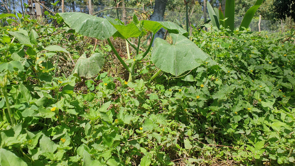 5 Ways to reduce Weeds in your Permaculture Garden?