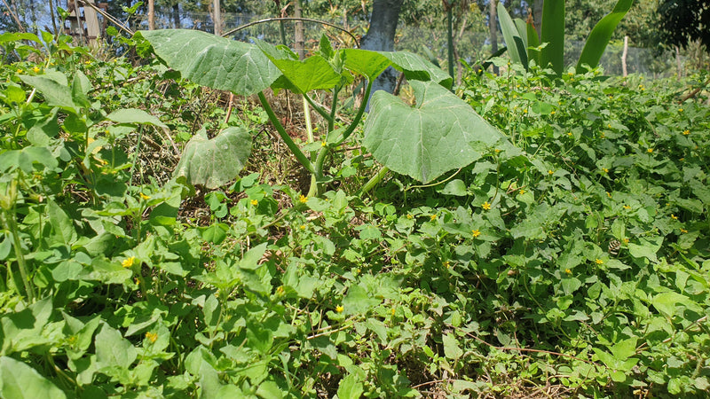 5 Ways to reduce Weeds in your Permaculture Garden?