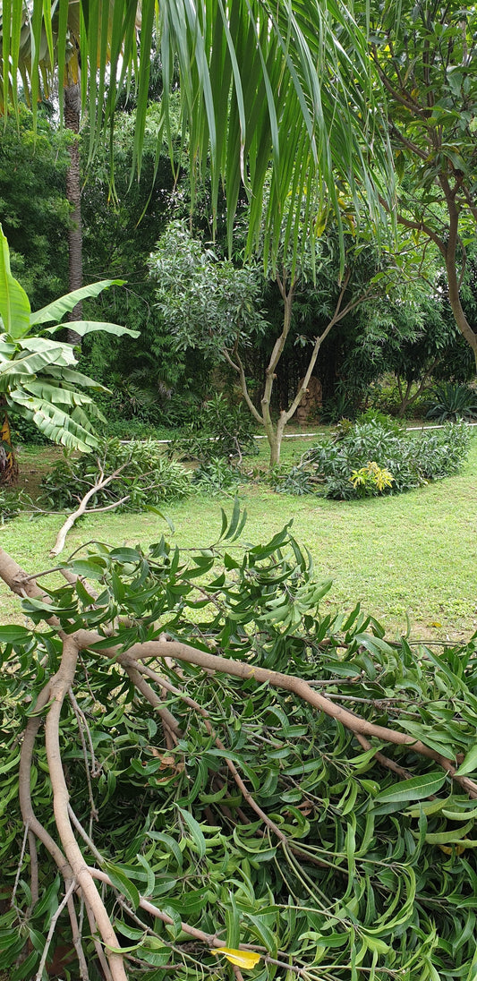 Soil Management in Permaculture: Wood Chip mulch