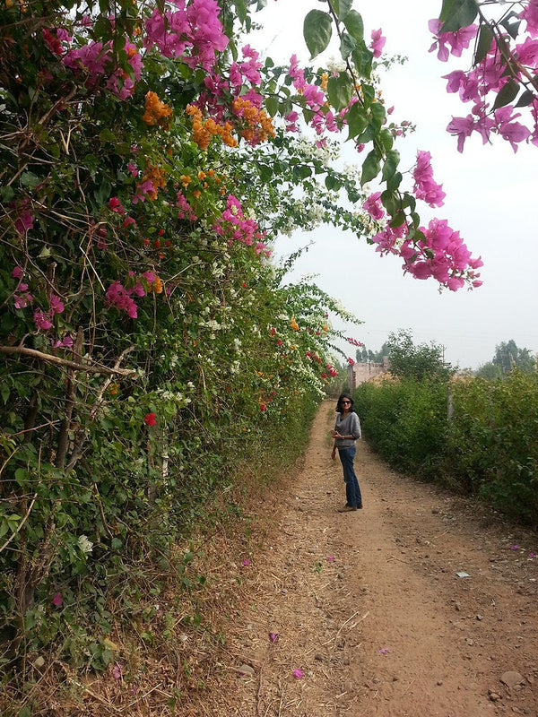 Permaculture Design: The Bougainvillea Green Fence