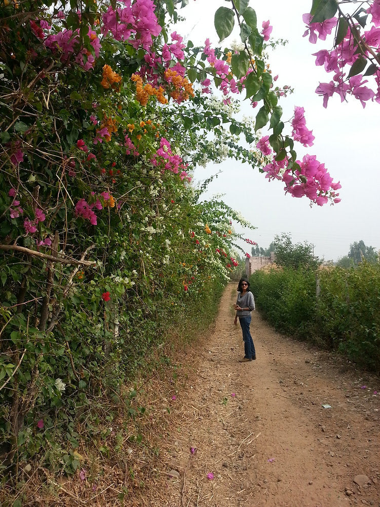 Permaculture Design: The Bougainvillea Green Fence