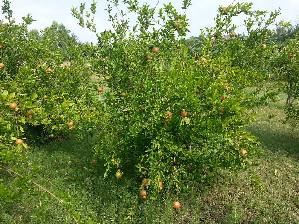 Fruit Trees in Permaculture: Pomegranate Pests