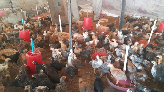 Animals in Permaculture: Kuroiler Hens