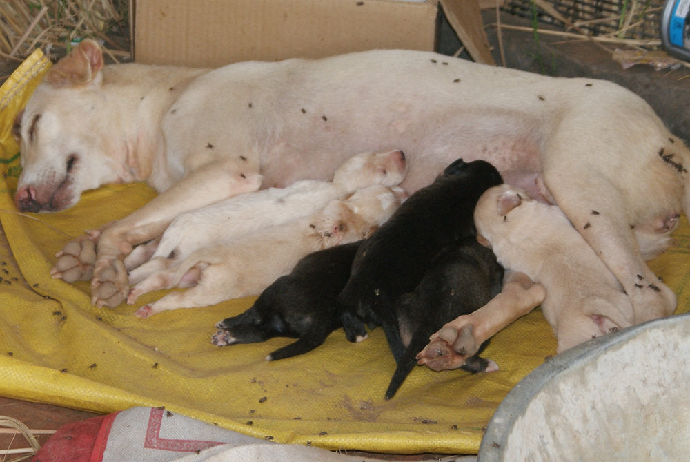 Animals in Permaculture: Here come the Dogs!