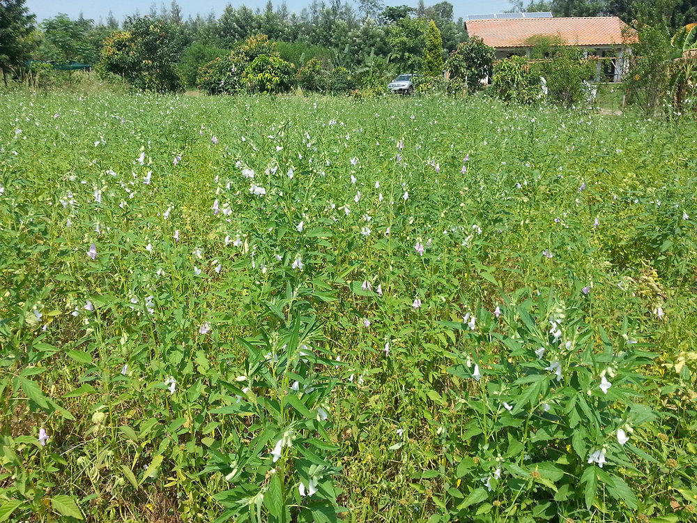 Crops in Permaculture: Sesame