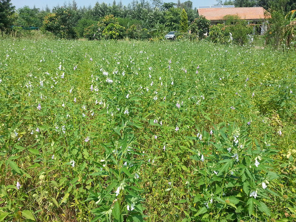 Crops in Permaculture: Sesame