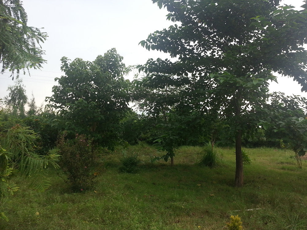 The 3 year old Permaculture Food Forest