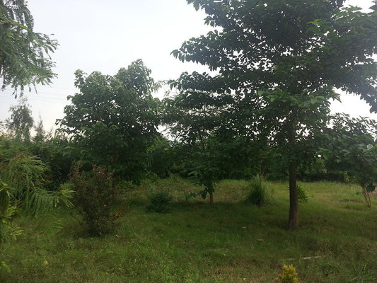 The 3 year old Permaculture Food Forest