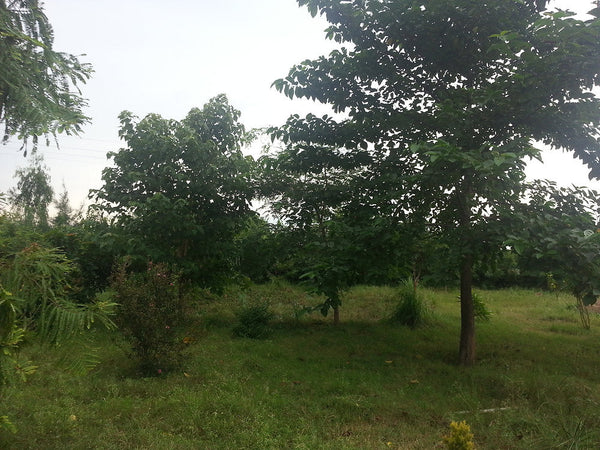 The 3 year old Permaculture Food Forest