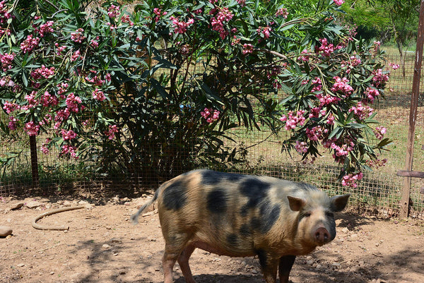 Animals in Permaculture: The Pigs
