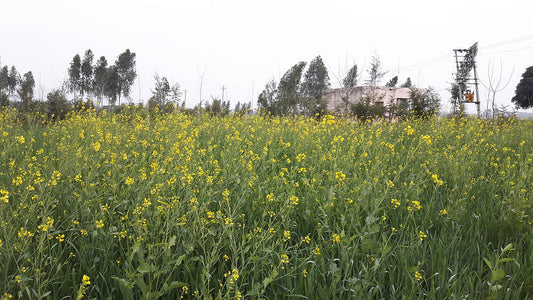 Crops in Permaculture: Mustard