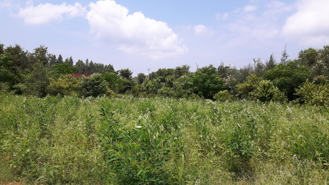 Crops in Permaculture: Arhar Dal | Pigeon Pea