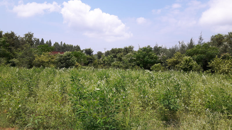 Crops in Permaculture: Arhar Dal | Pigeon Pea