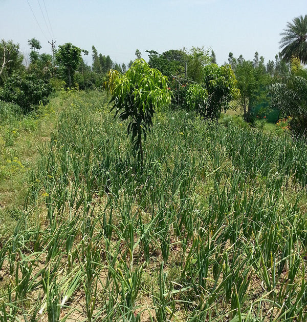 Crops in Permaculture: Onions