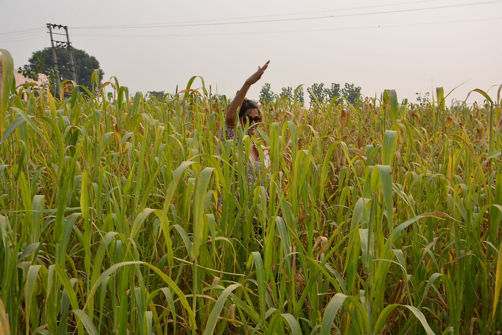 No Till Farming in Permaculture