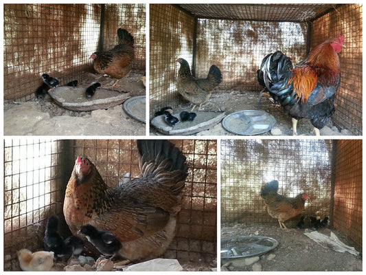 Animals in Permaculture: Birth of Chicks