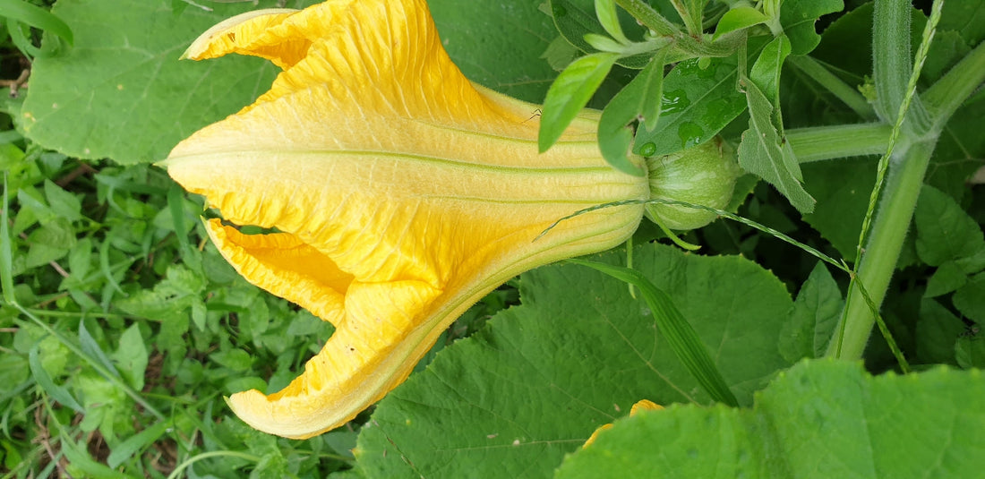 Vegetables in Permaculture: Demystifying the Pumpkin flower!
