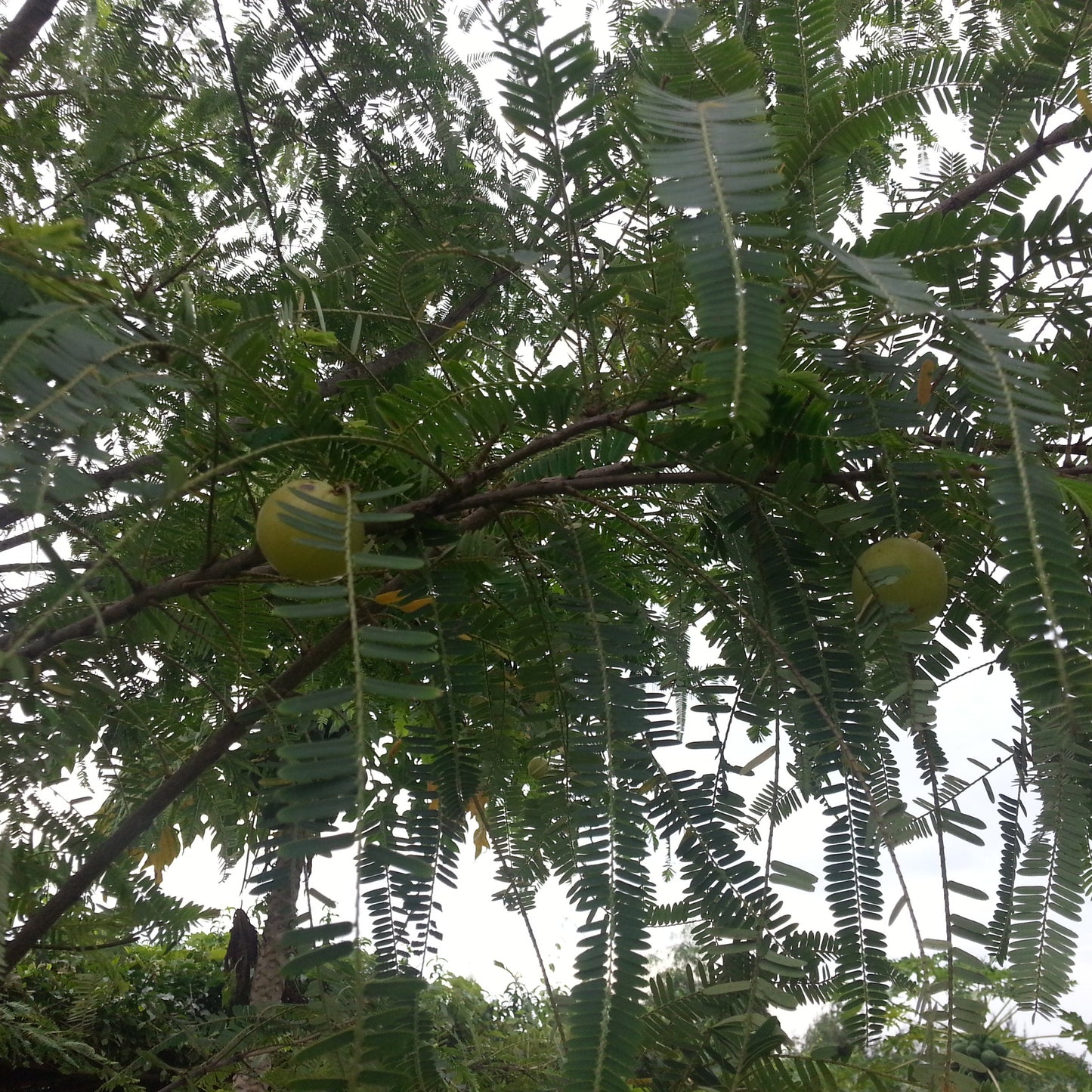 Indian Gooseberry | Amla Seeds