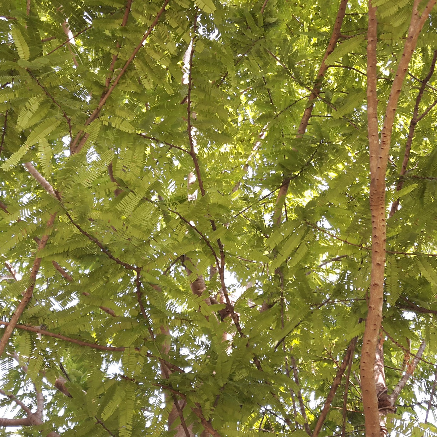 Indian Gooseberry | Amla Seeds