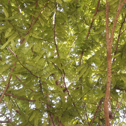 Indian Gooseberry | Amla Seeds