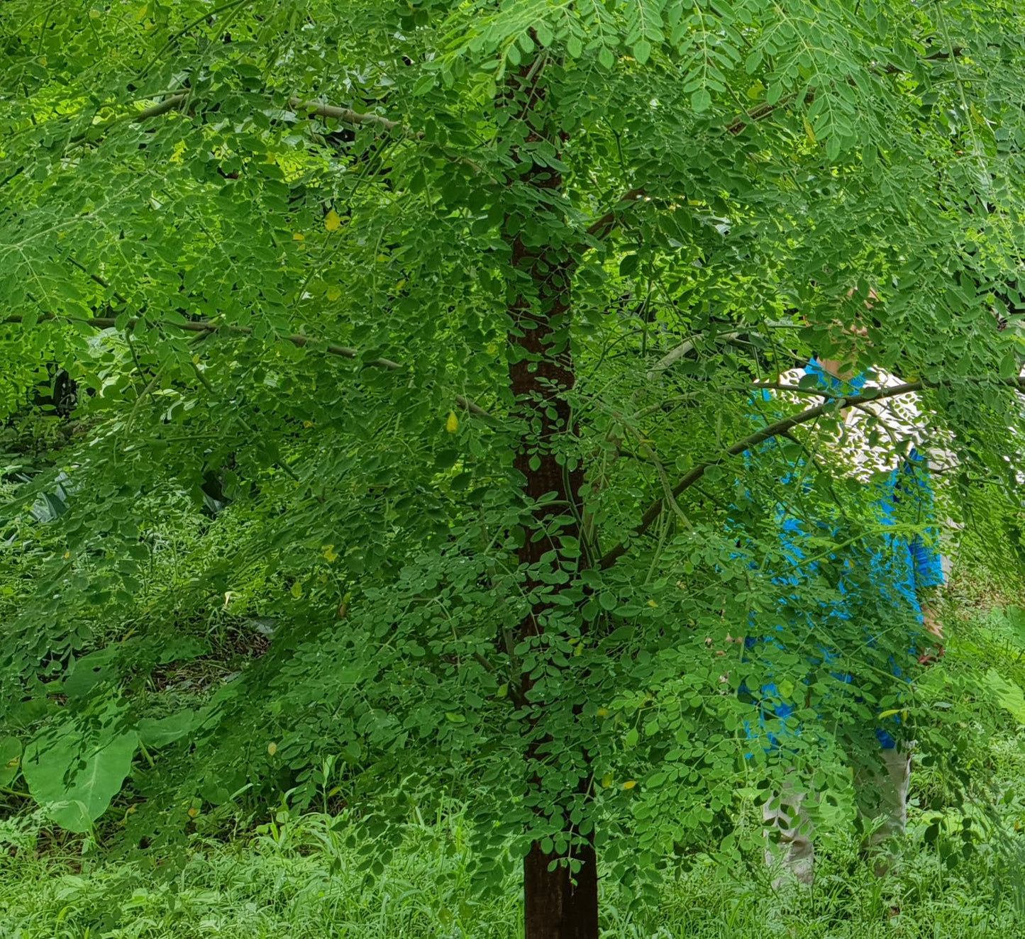 Moringa | Drumsticks Seeds