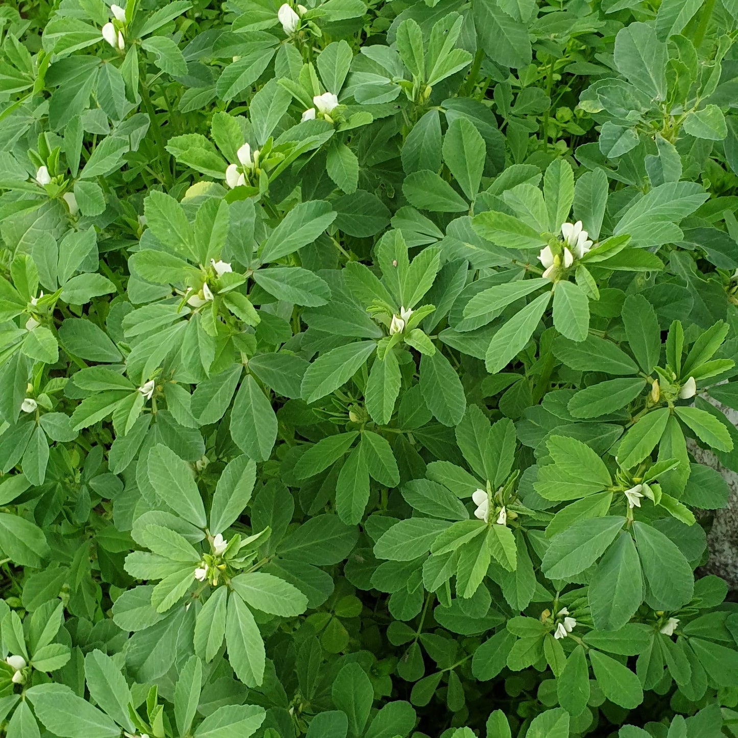 Fenugreek seeds