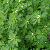 Fenugreek seeds