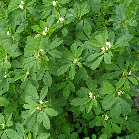 Fenugreek seeds
