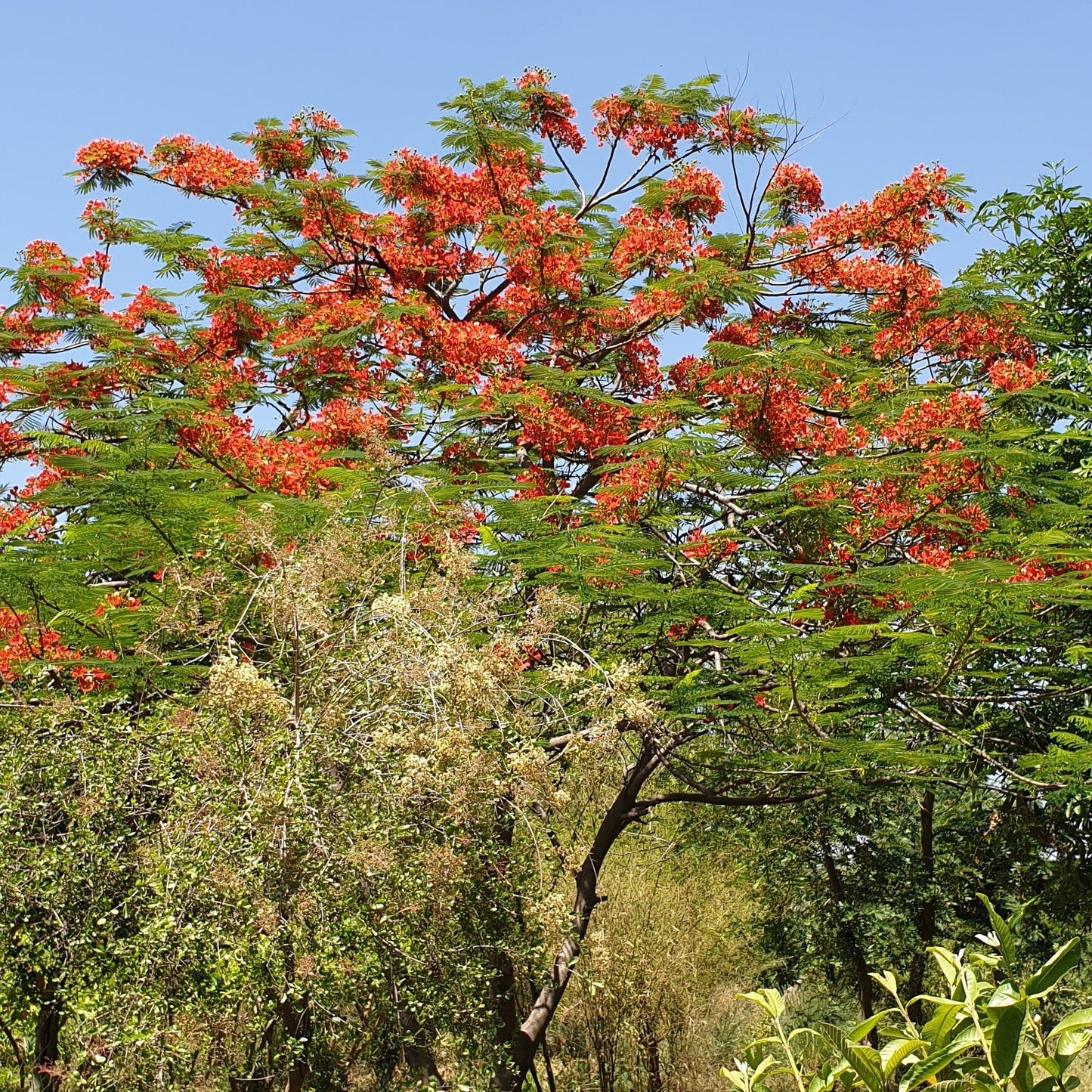 Gulmohar seeds