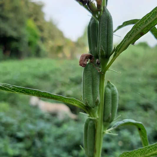 Sesame | Til Seeds