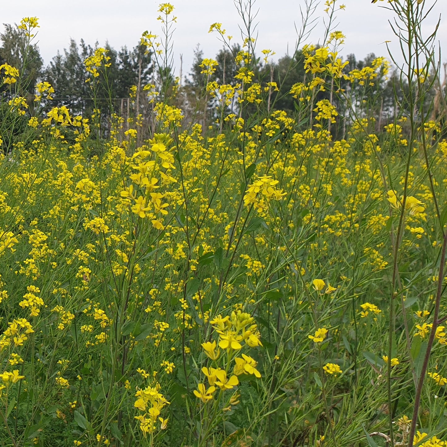 Mustard | Sarson Seeds
