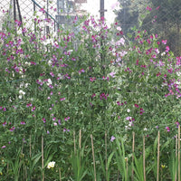 Sweet Pea Seeds