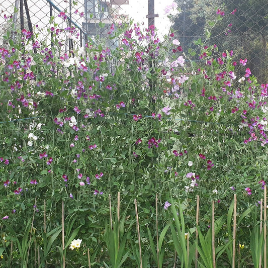 Sweet Pea Seeds