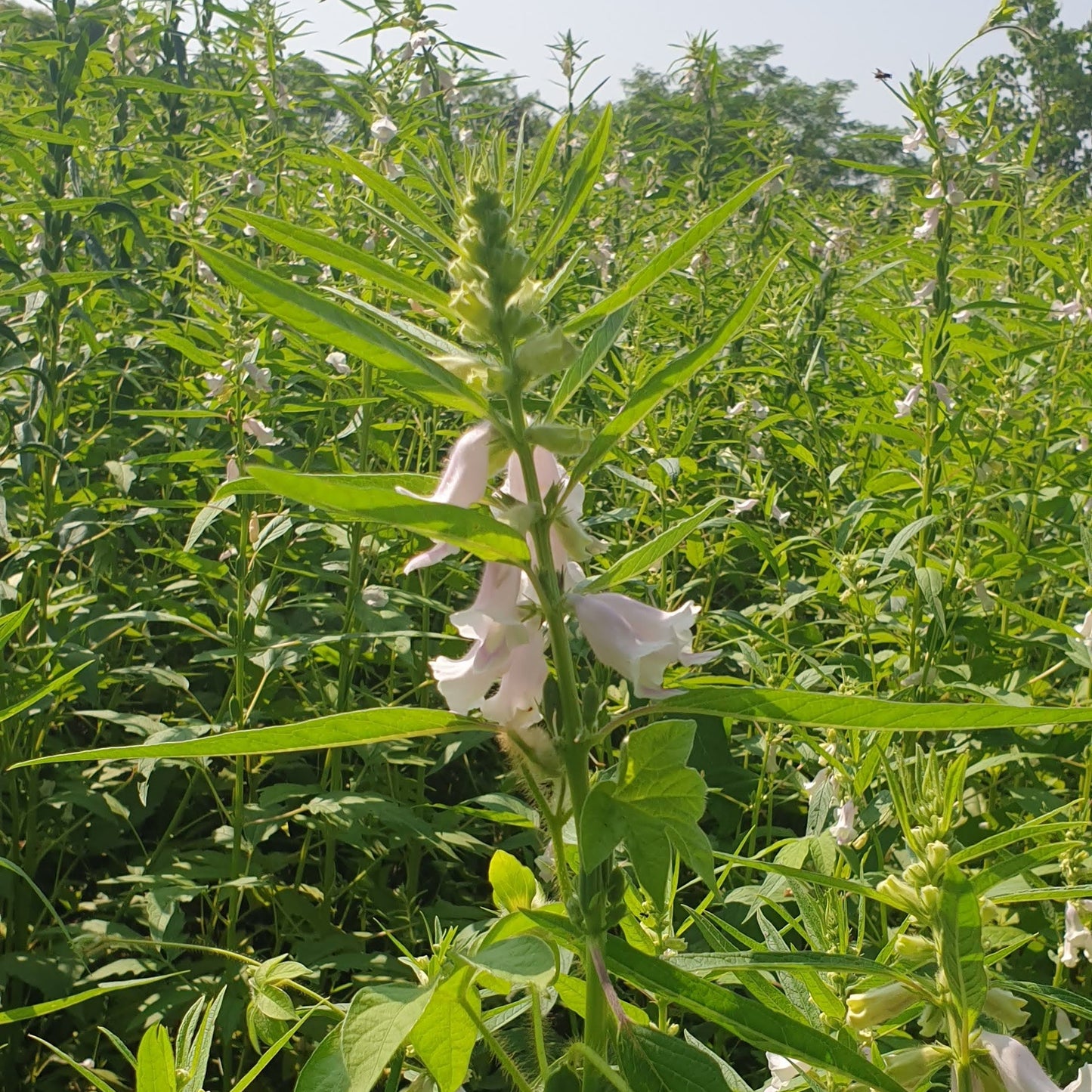 Sesame | Til Seeds