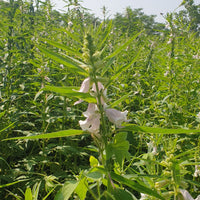 Sesame | Til Seeds